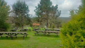Lush green surroundings